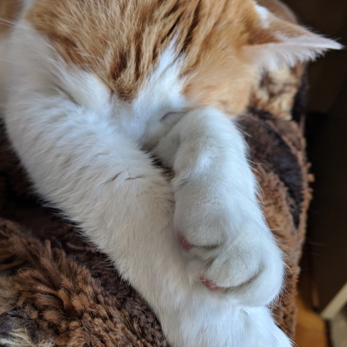 A photo of Peanut, Jesi's cat